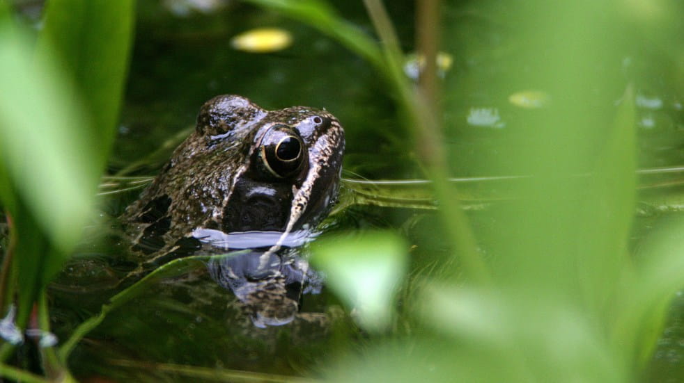 Common Frog at London wetlands centre